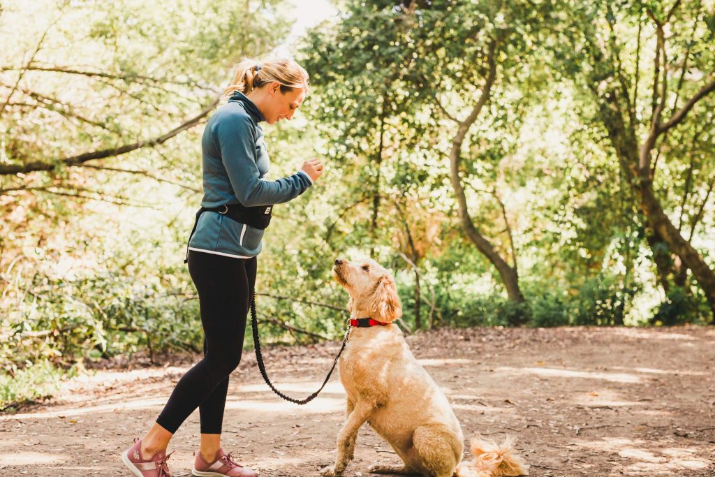 One Trail Hands Free Dog Lead | Durable Bungee Leash With No-Bounce Pack (Small Dog, Teal)