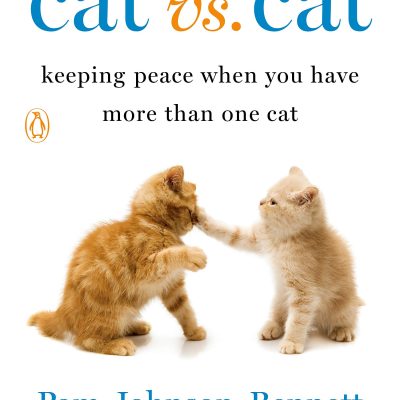 Cat vs. Cat: Keeping Peace When You Have More Than One Cat